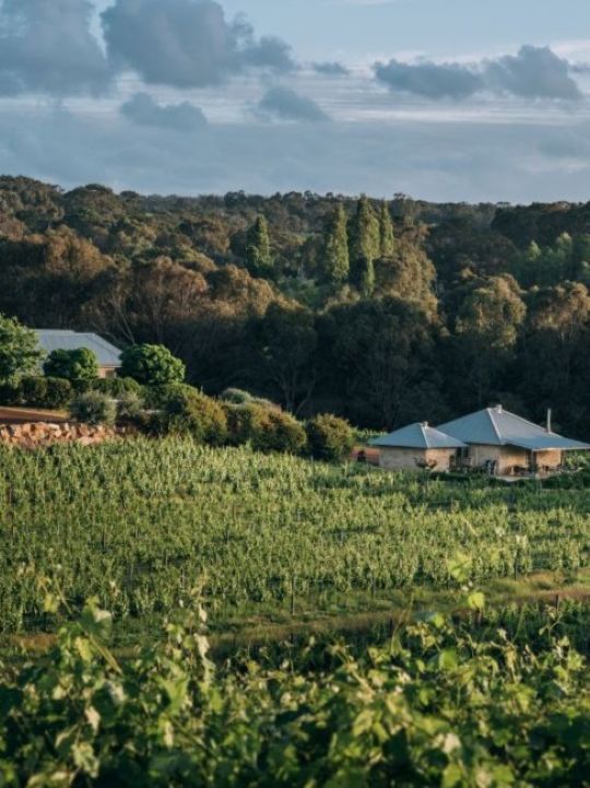 Cape-Naturaliste-Property1 Cape Naturaliste Vineyard Property
