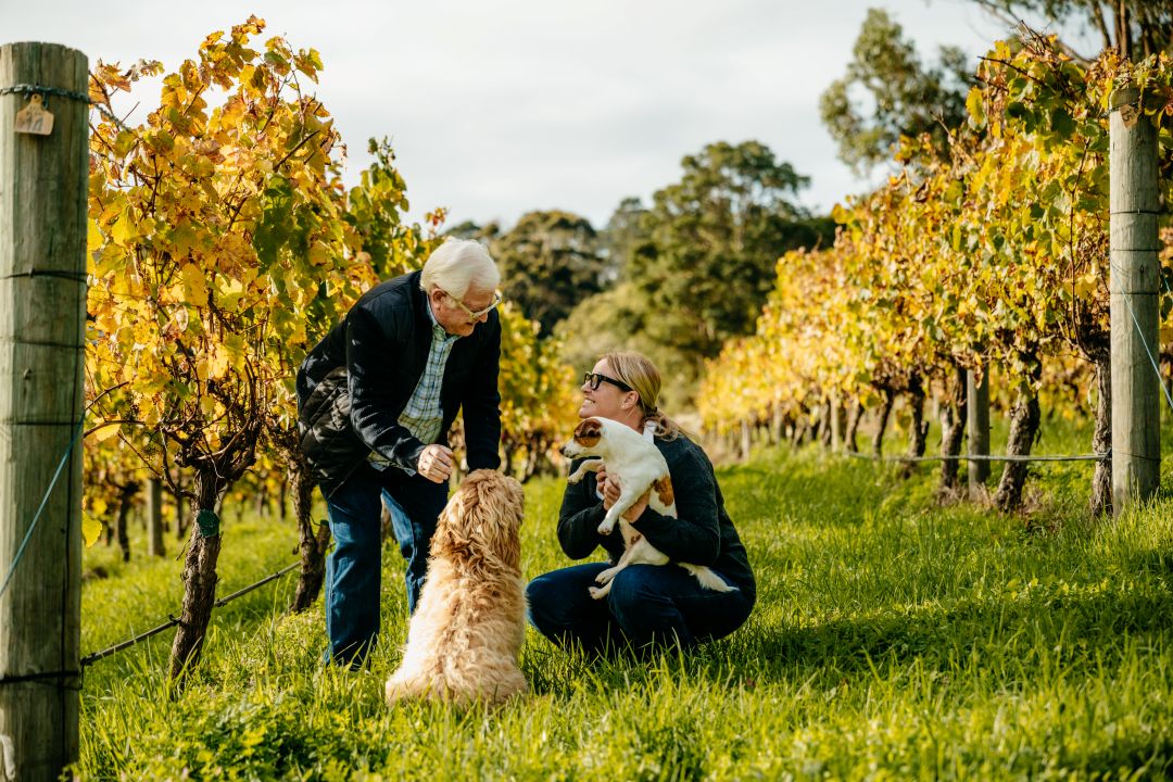 Cape-Naturaliste-Vineyard Cape Naturaliste Vineyard