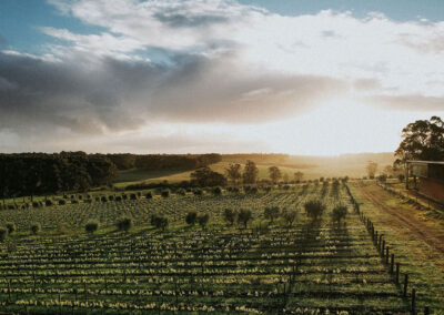 McHenry Hohen Cellar Door Wineries of Western Australia